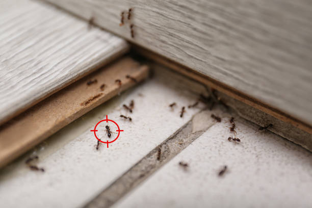 Best Best Pest Control Companies  in Bay City, TX