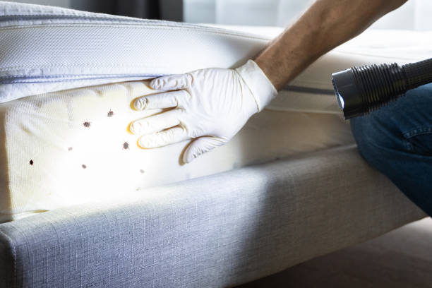 Best Flea Control Services  in Bay City, TX