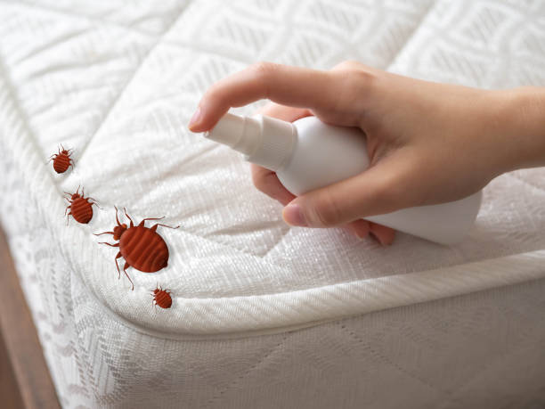 Trusted Bay City, TX Pest Control Experts