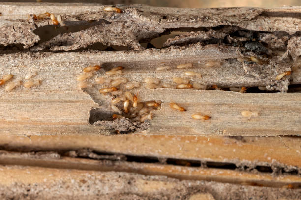 Best Termite Control Services  in Bay City, TX